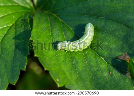 Big green caterpillar