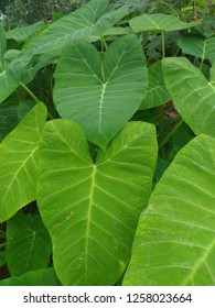 Big Green Color Leaves Of Blue Taro Plant