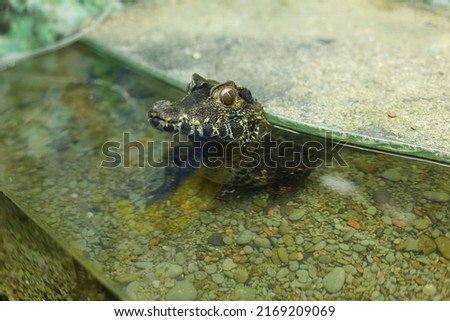 Similar – Image, Stock Photo Green wilderness behind glass