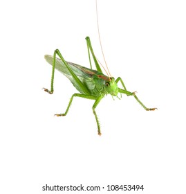 38,915 Grasshopper isolated Images, Stock Photos & Vectors | Shutterstock