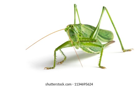 Big green grasshopper on white background close up - Powered by Shutterstock