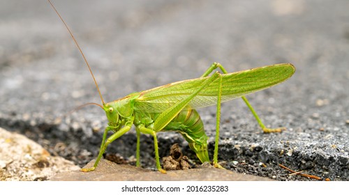 1,143 Cricket Eggs Images, Stock Photos & Vectors | Shutterstock
