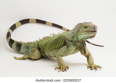 Big Green Iguana lizard isolated on a white background
				