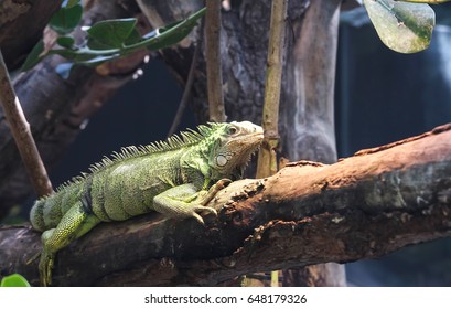 A Big Green Iguana On Tree Branch.