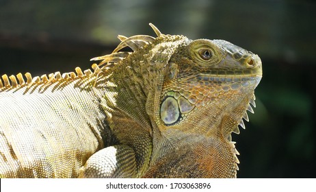 Iguane High Res Stock Images Shutterstock