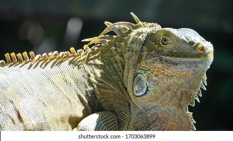 Iguane High Res Stock Images Shutterstock