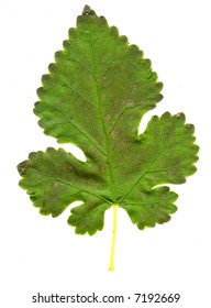 big green leaf