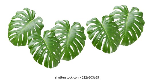 Big green leaf of Monstera plant on white background - Shutterstock ID 2126803655