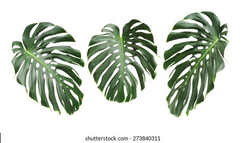 Big green leaf of Monstera plant on white background