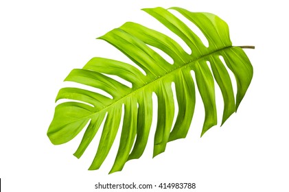 Big Green Leaf Of Monstera Plant