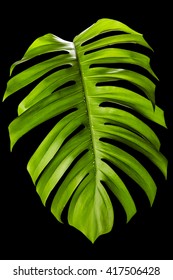 Big Green Leaf Of Monstera Plant Isolated