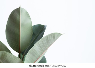 Big green leaves isolated on white background with copy space; modern plant background; ficus robusta; minimalistic; backdrop
