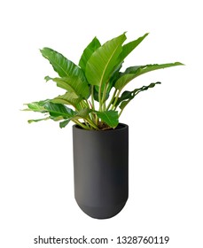 Big Green Leaves Plant Of Filodendron Indoor Shrub In A Tall Black Cylinder Shape Pot Isolated On White Background, Di Cut With Clipping Path