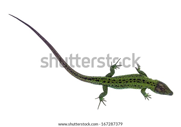 Big Green Lizard Isolated On White Stock Photo 167287379 | Shutterstock