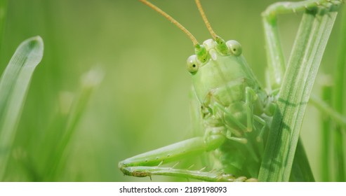 Big Green Locust Eating Grass, Macro Shot