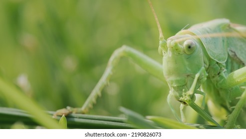 Big Green Locust Eating Grass, Macro Shot