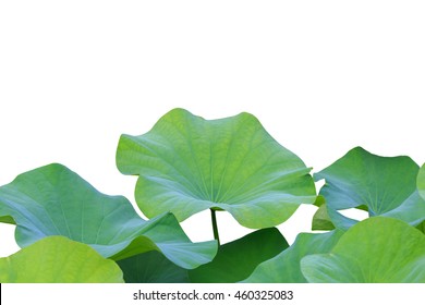 Big Green Lotus Leaf Isolated On White Background. Saved With Clipping Path (Lotus Used To Worship)