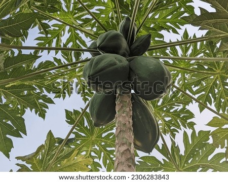 Big green papayas on the papaya tree with big green leaf 