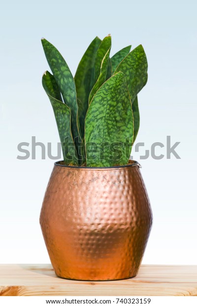 Big\
green plant in a beautiful copper flower pot, isolated on a white\
background, design concept copper in the\
interior