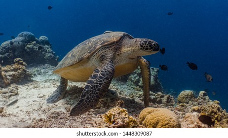 A Big Green Sea Turtle Rests On A Sandy Sea Floor Surrounded With Hard Corals. 