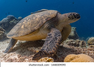 A Big Green Sea Turtle Rests On A Sandy Sea Floor Surrounded With Hard Corals. 