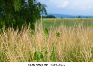 big green thistle flowers head. agricultural wasteland overgrown with thick grass and weeds. agricultural landscape. solitaire Dipsacus fullonum in a field. Wild teasel or fuller's teasel.