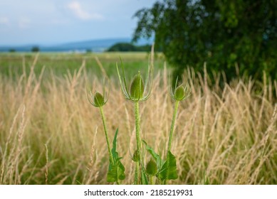 big green thistle flowers head. agricultural wasteland overgrown with thick grass and weeds. agricultural landscape. solitaire Dipsacus fullonum in a field. Wild teasel or fuller's teasel.