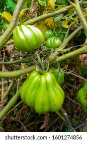 Big Green Tomatoes Found In Guatemalan Highlands