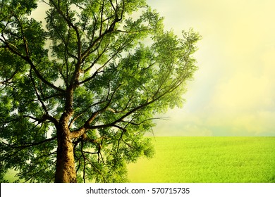 Big Green Tree With Beautiful Nature