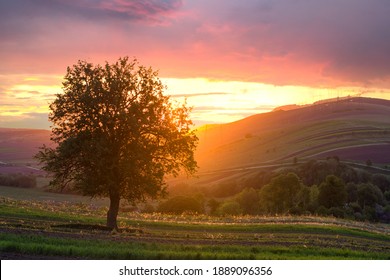 Big green tree growing alone in spring field at sunset.
