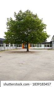 Big Green Tree In The Middle Of The School Backyard