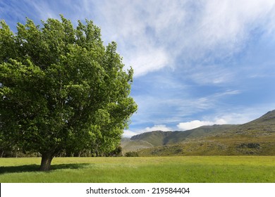 Big Green Tree In Open Field With Negative Space. 