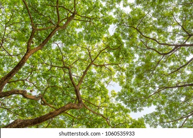Big green tree, view from bottom, Wallpapers for ceiling