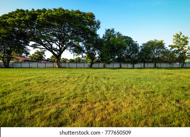 Big green trees with a long cement wall and yellow green meadow in a farm 
at amphurbandung, udonthani province, thailand