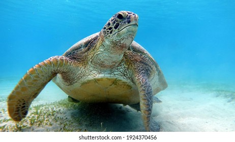 Big Green turtle on the reefs of the Red Sea. - Shutterstock ID 1924370456