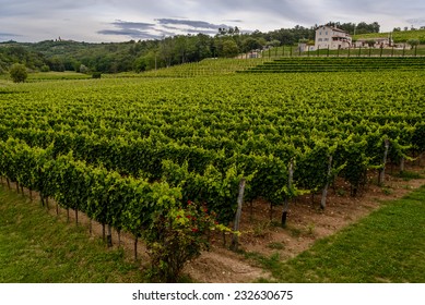 Big Green Vineyard In Croatia (Istria, Near Groznjan)