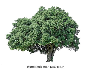 A Big Greenery Holly Oak Tree Isolated On White Background, Single Evergreen Leaves Plant Die Cut With Clipping Path