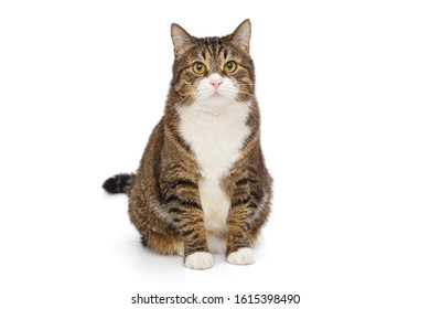 Big Grey Cat Isolated On White Background