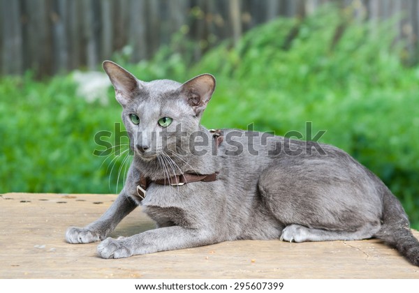 Big Grey Oriental Cat Stock Photo Edit Now 295607399