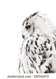 big grey owl isolated on white background