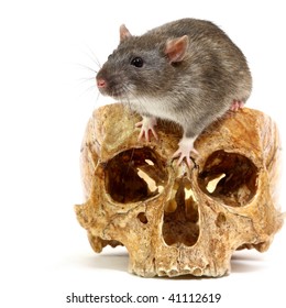 The Big Grey Rat In A Human Skull