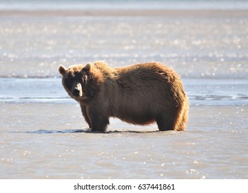Big grizzly bear on Kodiak island, looking at us