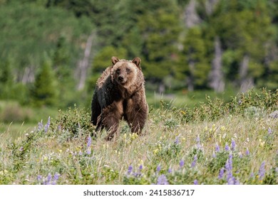 big grizzly in glacier national park