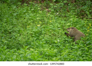 A Big Groundhog Invaded Backyard Garden