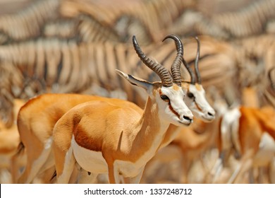 Big Group Of Animals, Namibia. Herds Of Animals Near The Water Hole, Etocha NP, Namibia, Africa. Sunny Hot Day In Dry Season In Desert. Gemsbok, Oryx Gazella, Large Antelope With Zebras.  