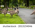 Big group of Canadian geese walking in Valkenburg park in Breda city centre, The Netherlands, while eating green grass from the field while being surrounded by trees and greenery