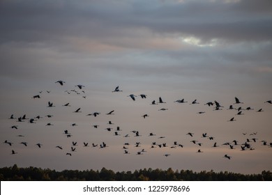 big group of cranes gathering in a swamp in north germany