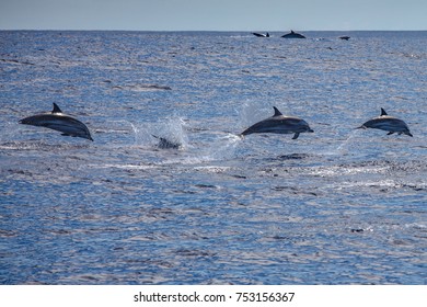 Big group of dolphins jumping from the ocean, pod on water surface, wildlife scenery