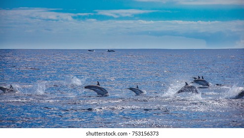 Big group of dolphins jumping from the ocean, pod on water surface, wildlife scenery