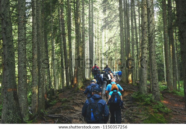 big group of hikers on the mountain trail\
in the Carpathian forest. teambuilding in the hike, corporate\
events. Team building outdoor in the\
forest